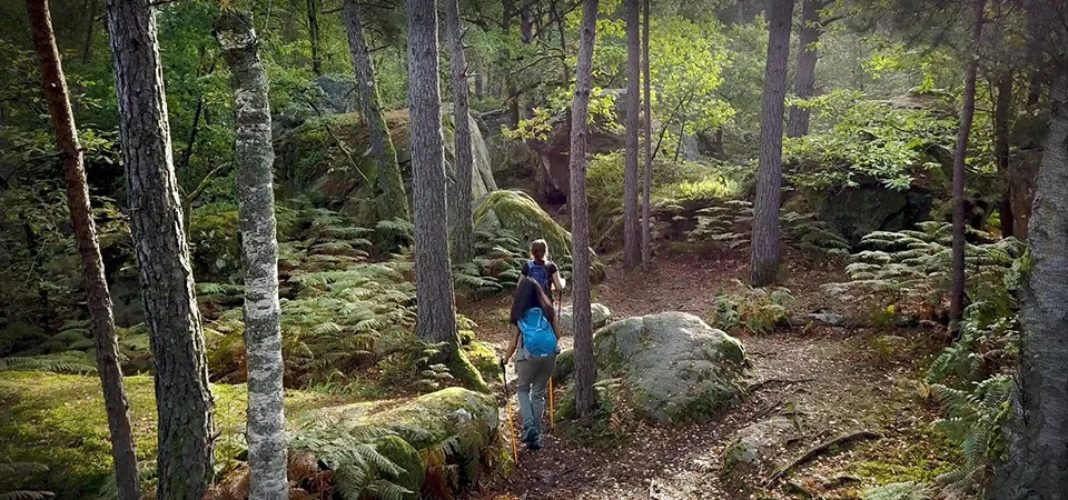 Hike in Fontainebleau Forest